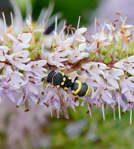 Réf. 260 853 : Euodynerus sp.